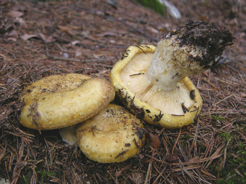 Lactarius scrobiculatus s.l.